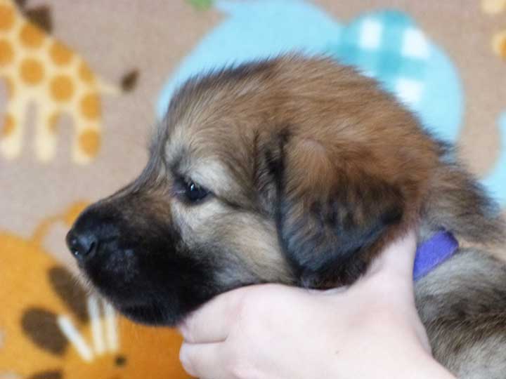 chinook puppy